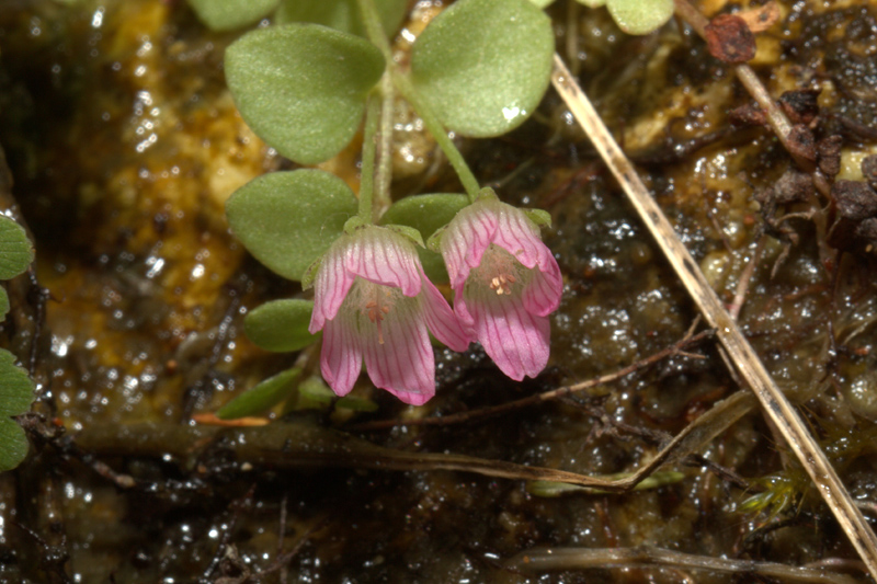 Lysimachia tenella / Centocchio palustre